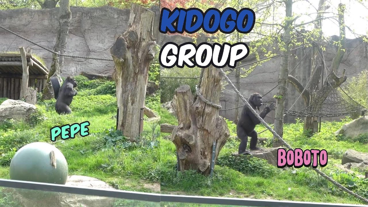 Little gorilla Boboto likes his garden | The Kidogo's Family