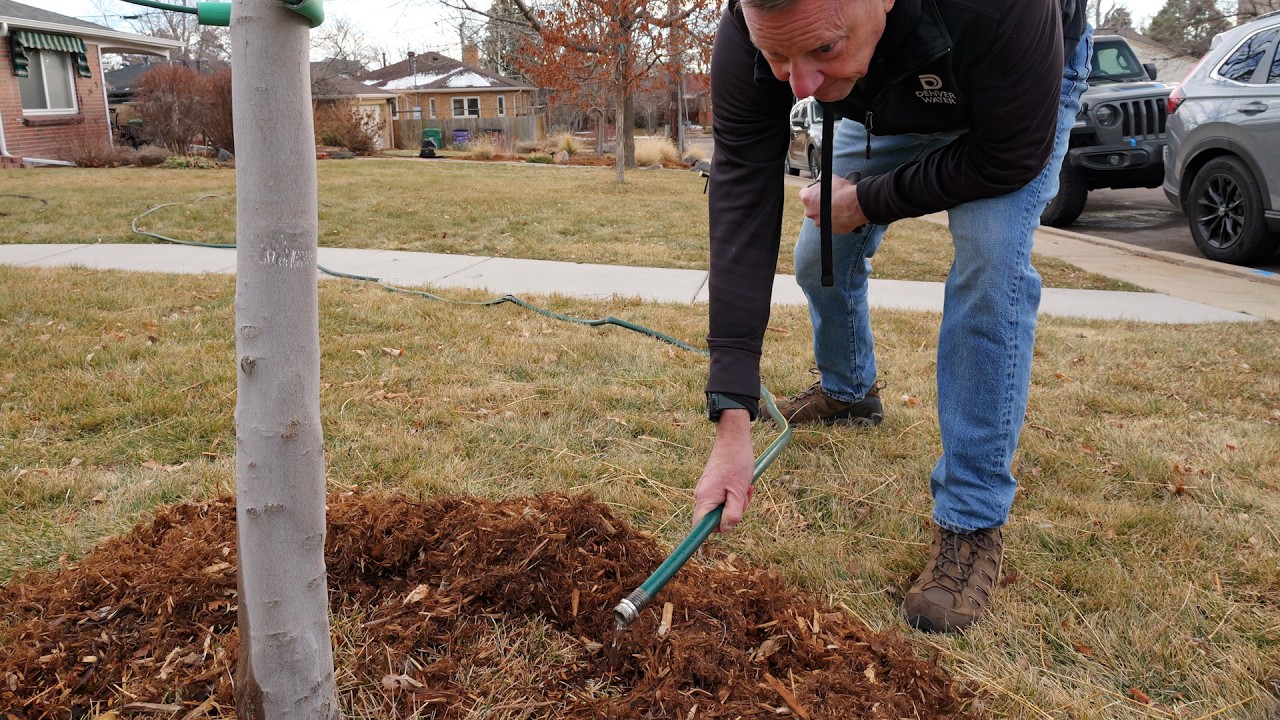 When to water your trees in the winter when it's dry