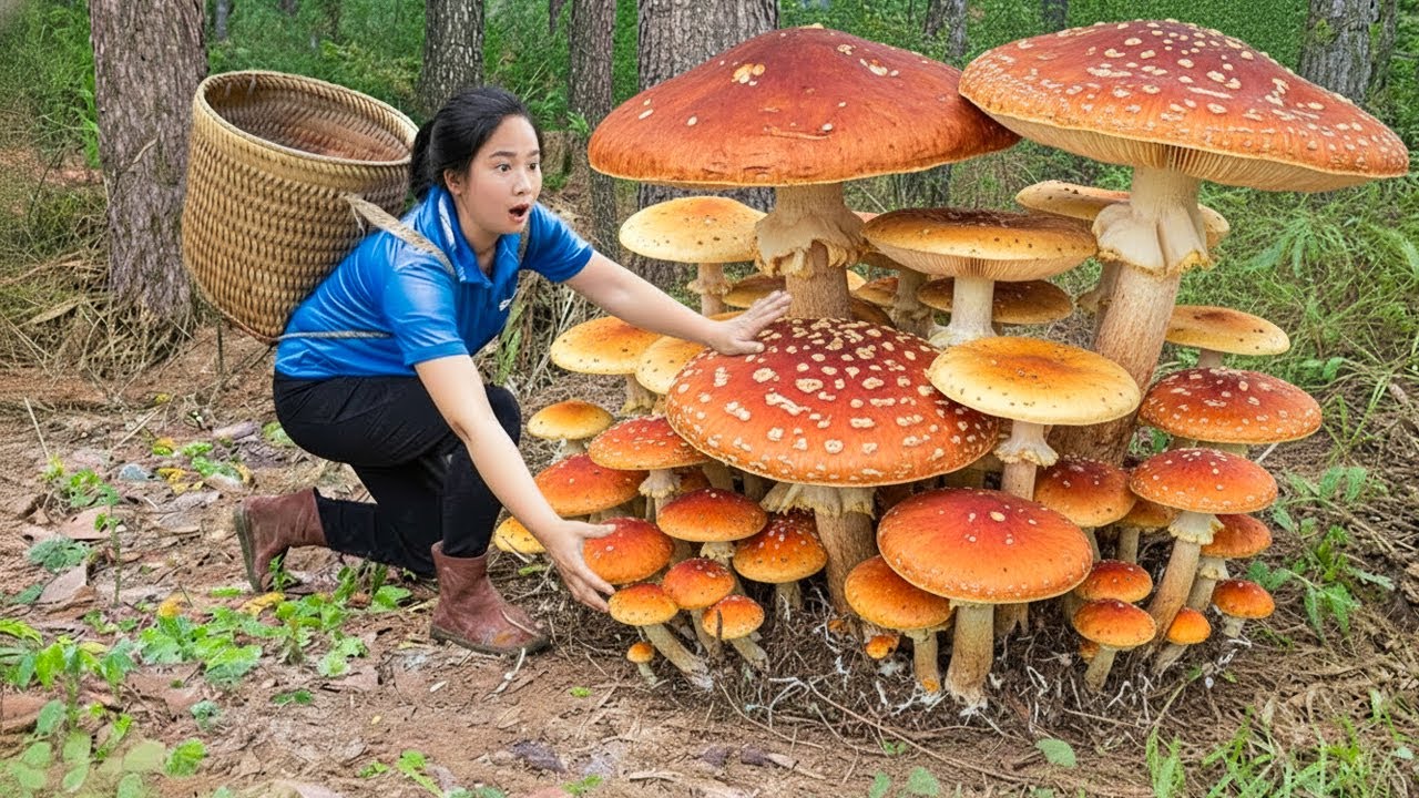 Harvesting Giant Rare Forest Mushrooms & Go to Market Sell | Daily Life in the Forest