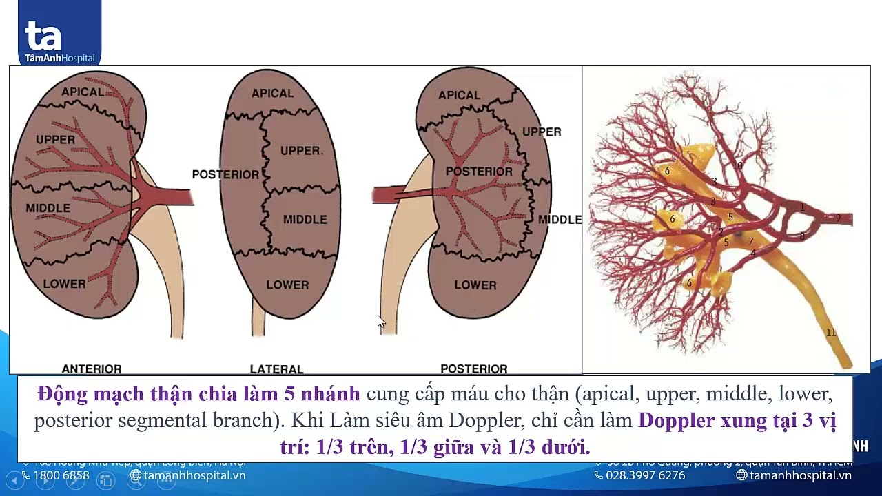Cập nhật siêu âm hệ niệu (Phần 1) BS Nguyễn Quang Trọng