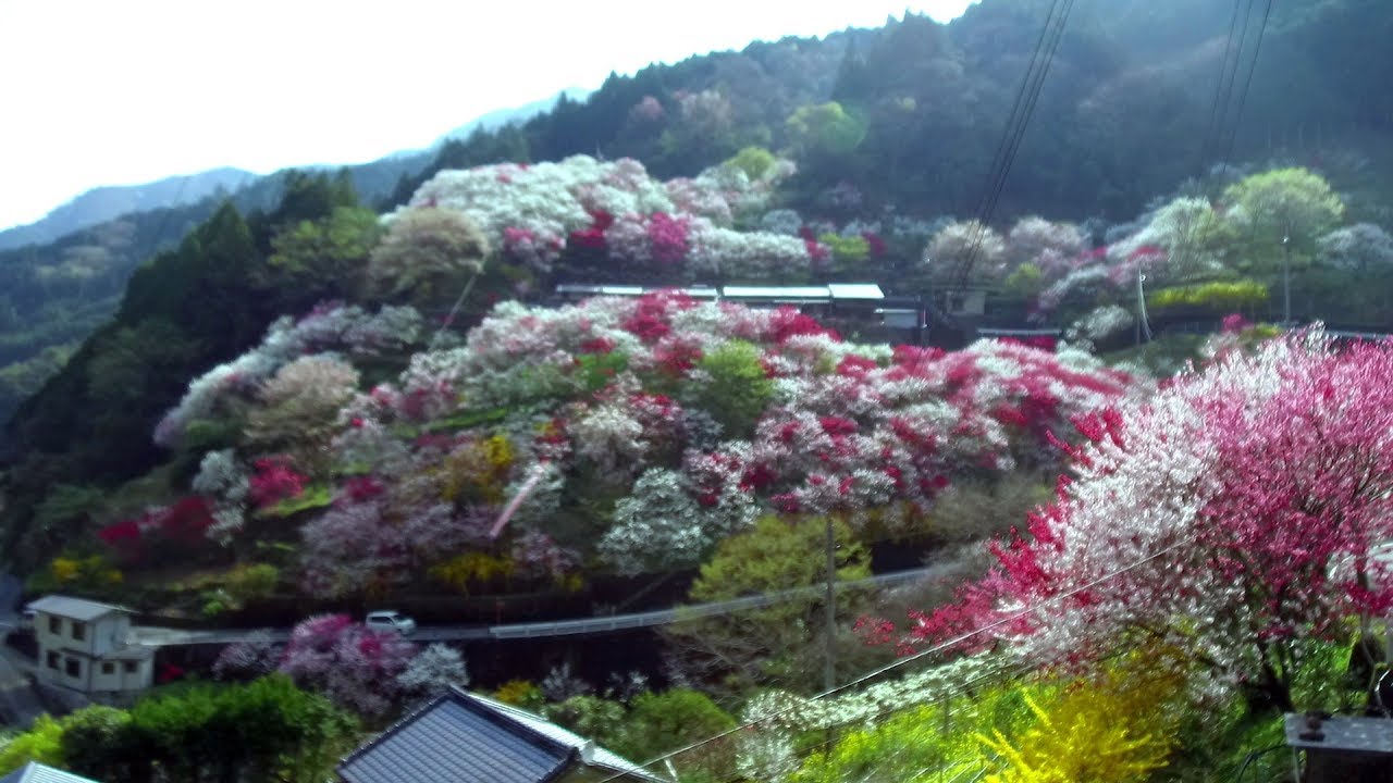 2018　4/2　花桃の里・上久喜　～高知県仁淀川町～