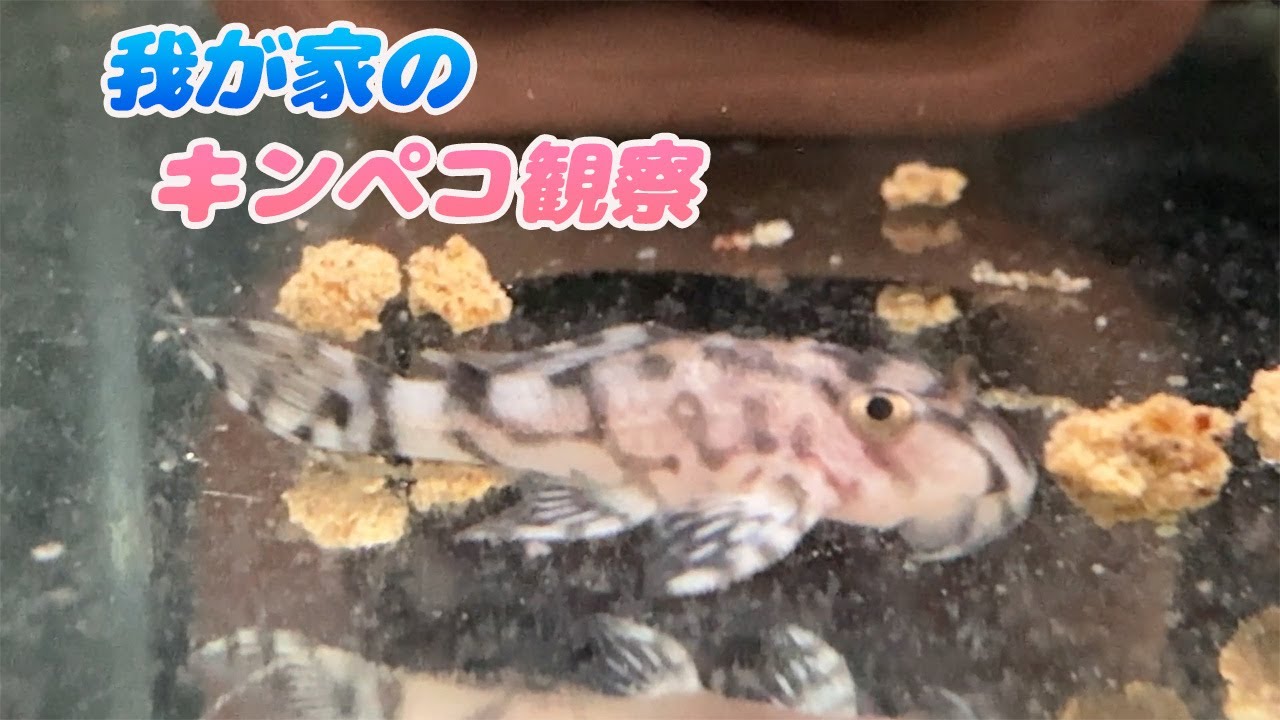 904キンペコ飼育日誌Vol.114