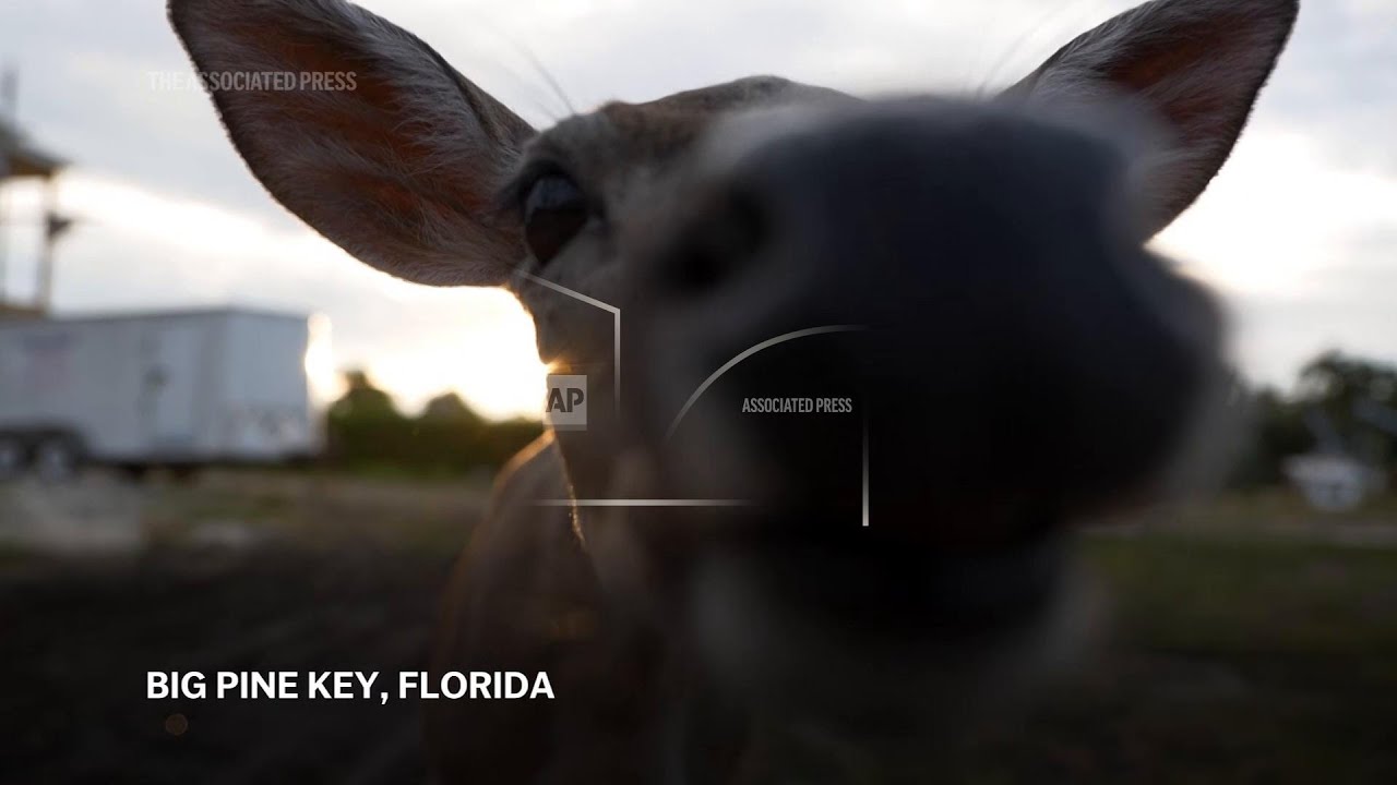 Florida&rsquo;s iconic Key deer face an uncertain future as seas rise