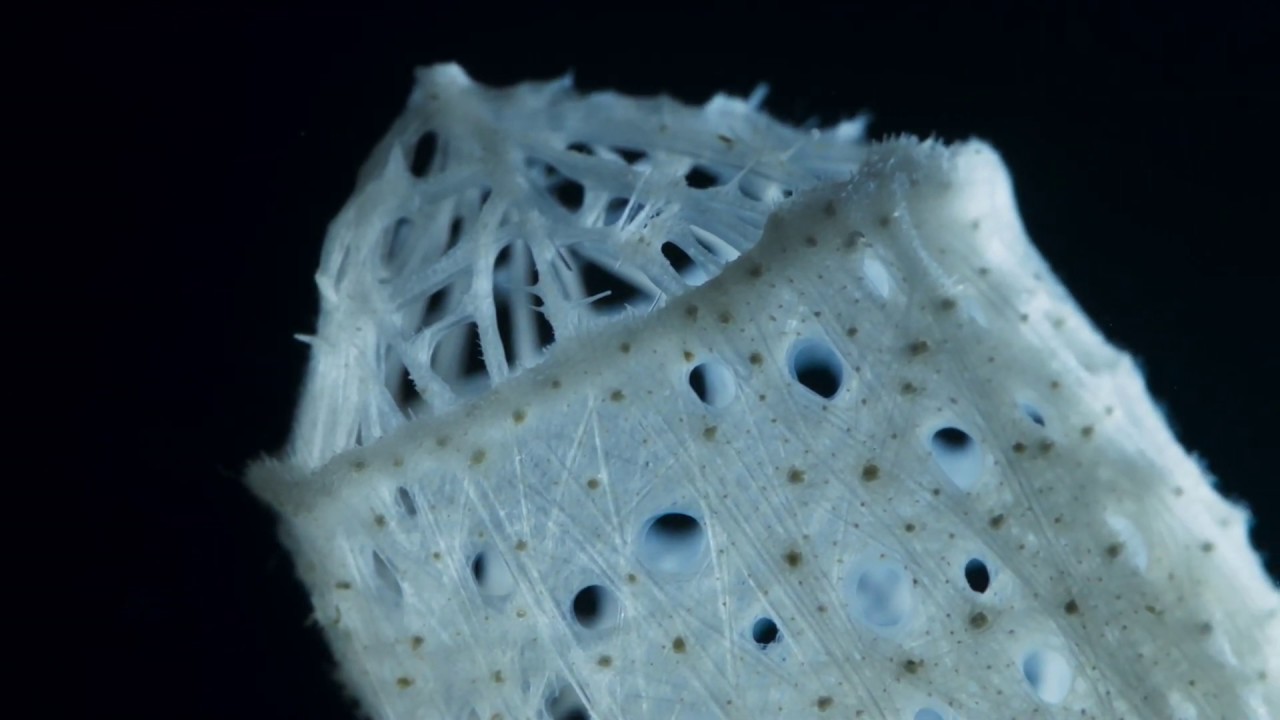 Paul Morrin - 'Dusk'