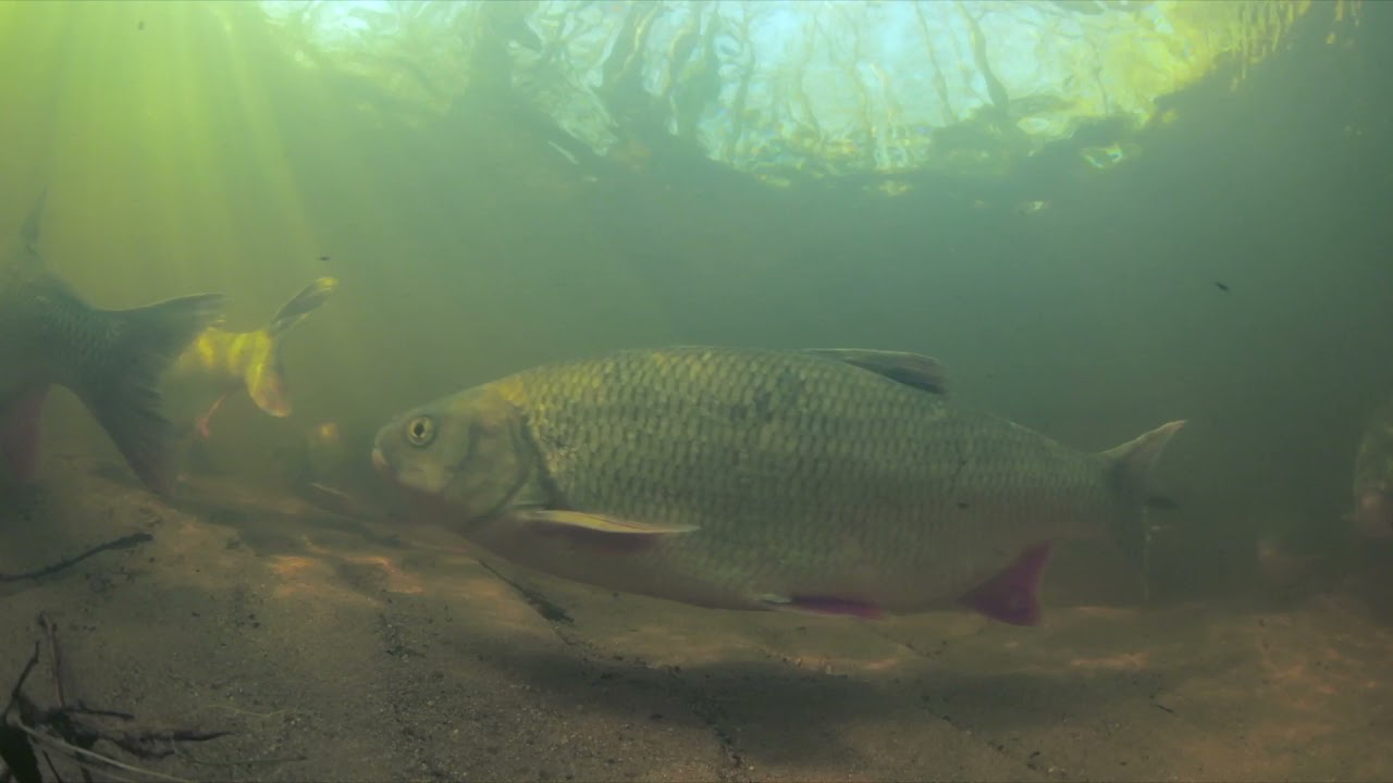 Diversen | Korte film Bouwen met natuur in beken | 2021