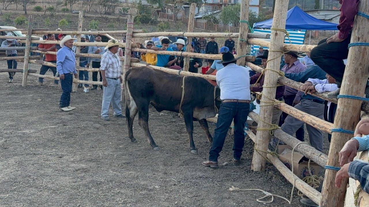 Carnaval jaripeo en loma redonda San Juan Mixtepec región de la mixteca oaxaqueña 