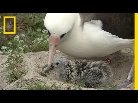 Amazing Bird: Age 65, May Have Had 40 Chicks, Traveled Three Million Miles | National Geographic