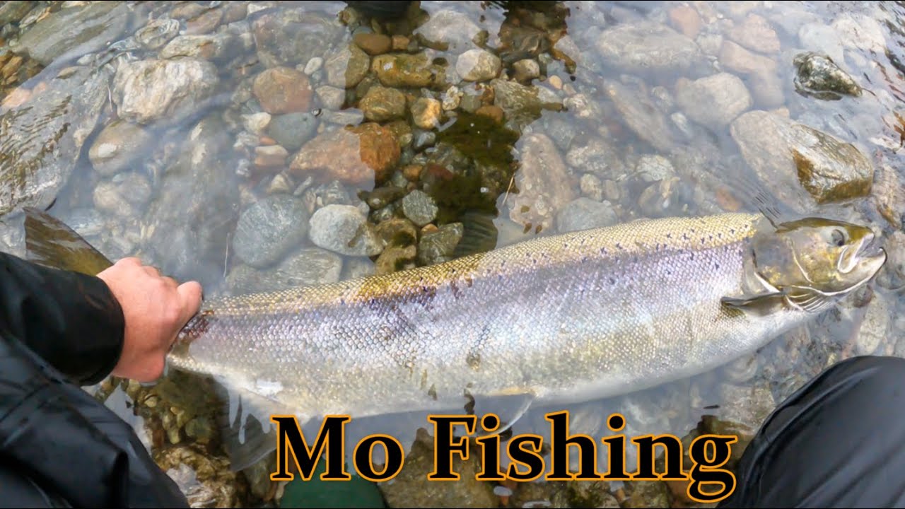 Контролен риболов на Сьомга  септември 2021г Норвегия.Fishing King salmon in Norwey 2021.