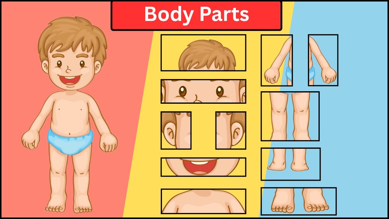 Body Parts Name in English for Kids | Human Body Parts