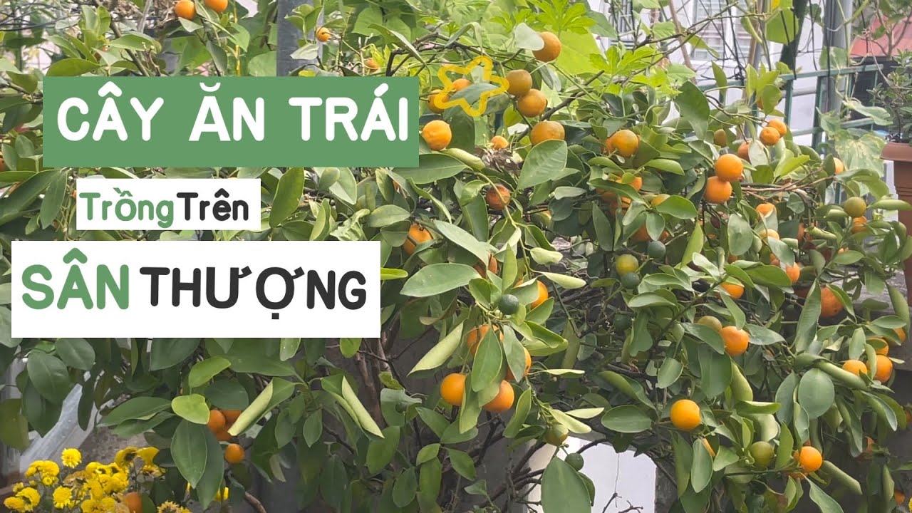 065 CÂY ĂN TRÁI 🍒TRỒNG TRÊN SÂN THƯỢNG, chia sẻ cách làm đất trồng cây, chăm sóc, trị rệp, bón phân