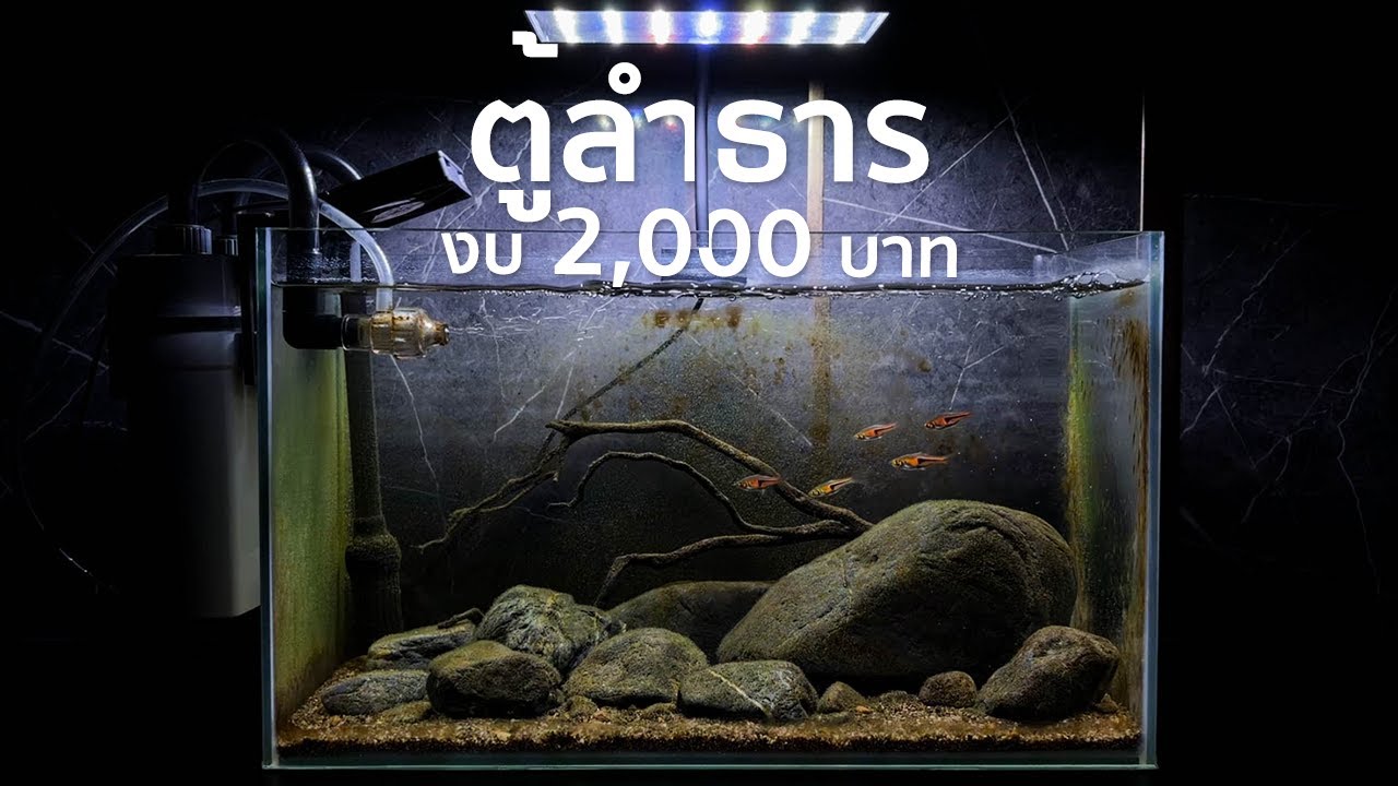 จัดตู้ลำธาร 16 นิ้ว ในงบ 2,000 บาท ด้วยแบคทีเรีย Deep Biotech