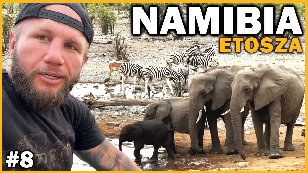 NAMIBIA - Prawdziwe dzikie SAFARI! LWY na drodze, SŁOŃ zmusił nas do UCIECZKI… To jest AFRYKA!!!