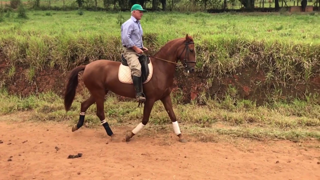 ADESTRAMENTO HIPISMO   AULA 01