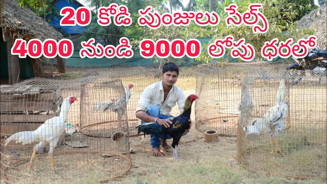 9100371557 పూర్తి వివరాలకు ఓన్లీ వాట్సాప్ ట్రాన్స్పోర్ట్ సదుపాయము ఉంది..6/2/2026