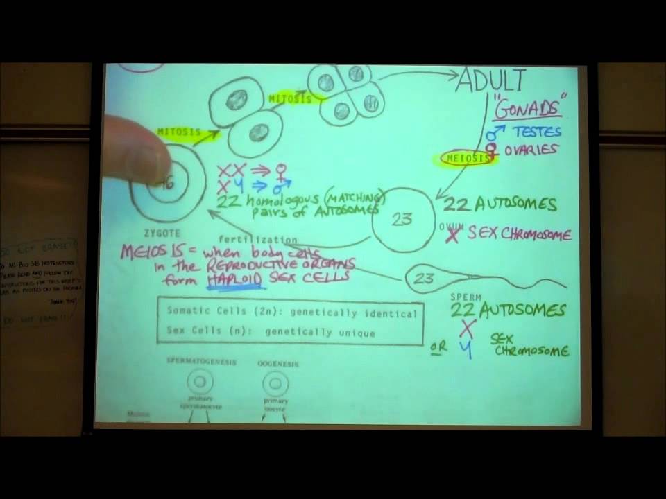 BIOLOGY LAB; MEIOSIS & CHROMOSOME ANOMALIES by Professor Fink