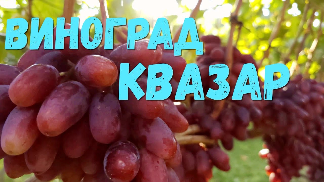 Виноград Квазар (Калугин В.М.)