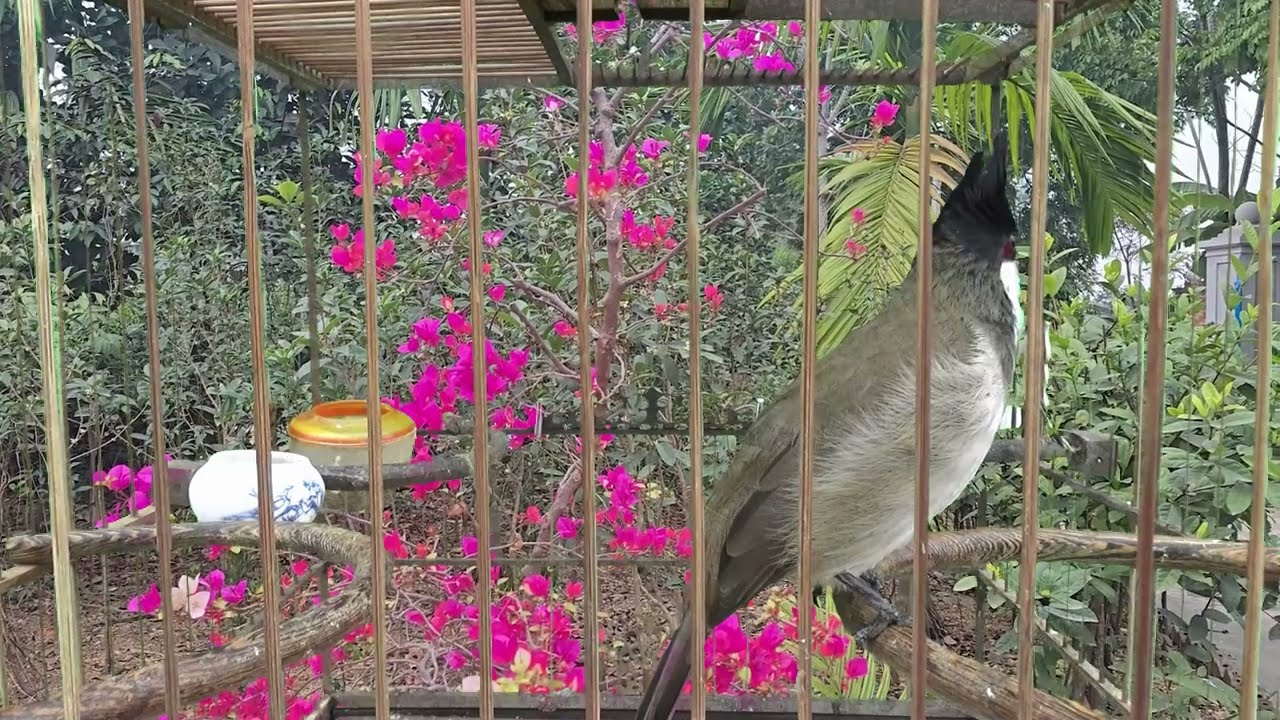 Red whiskered bulbul female