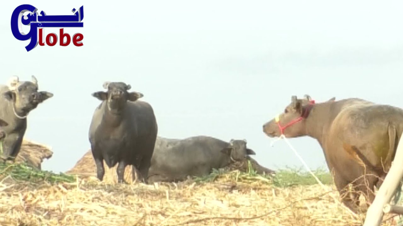 Buffalo Sale in1.5 Carore|Dosu Jatt Banni Buffalo Loading |sawa carore ki buffalo  by Imtiaz Dharani