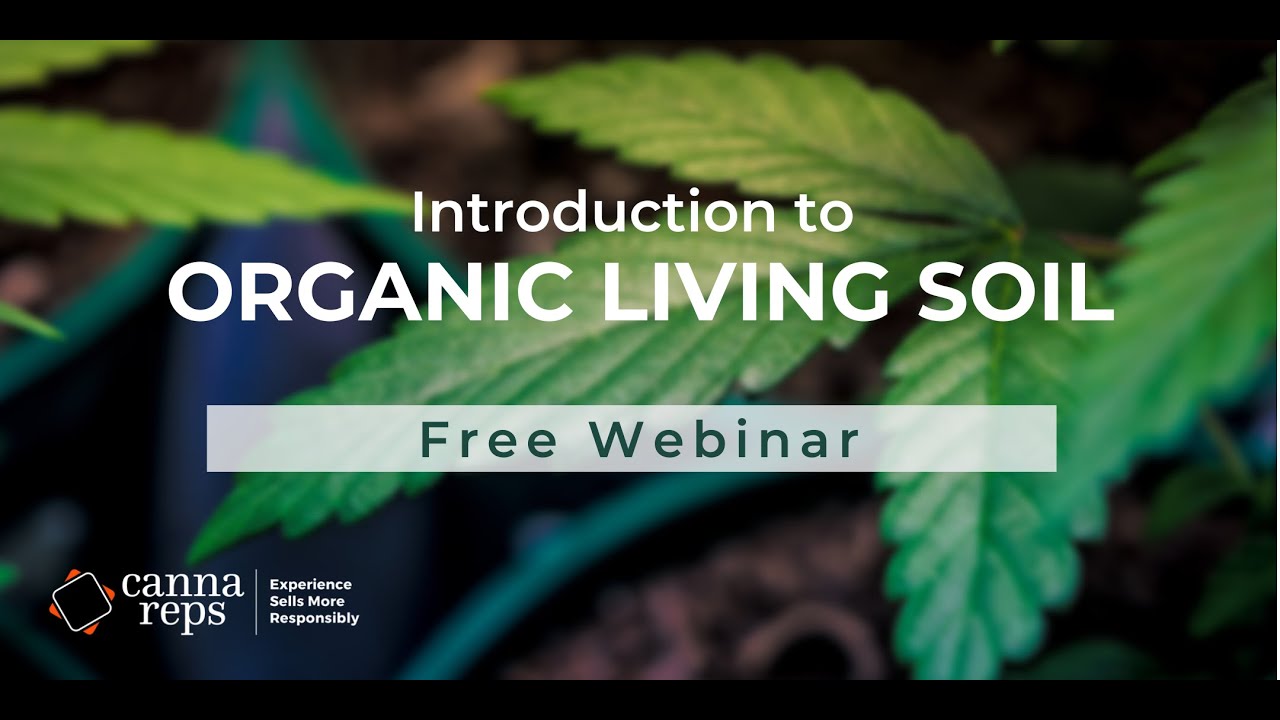 Introduction to growing organic cannabis in living soil