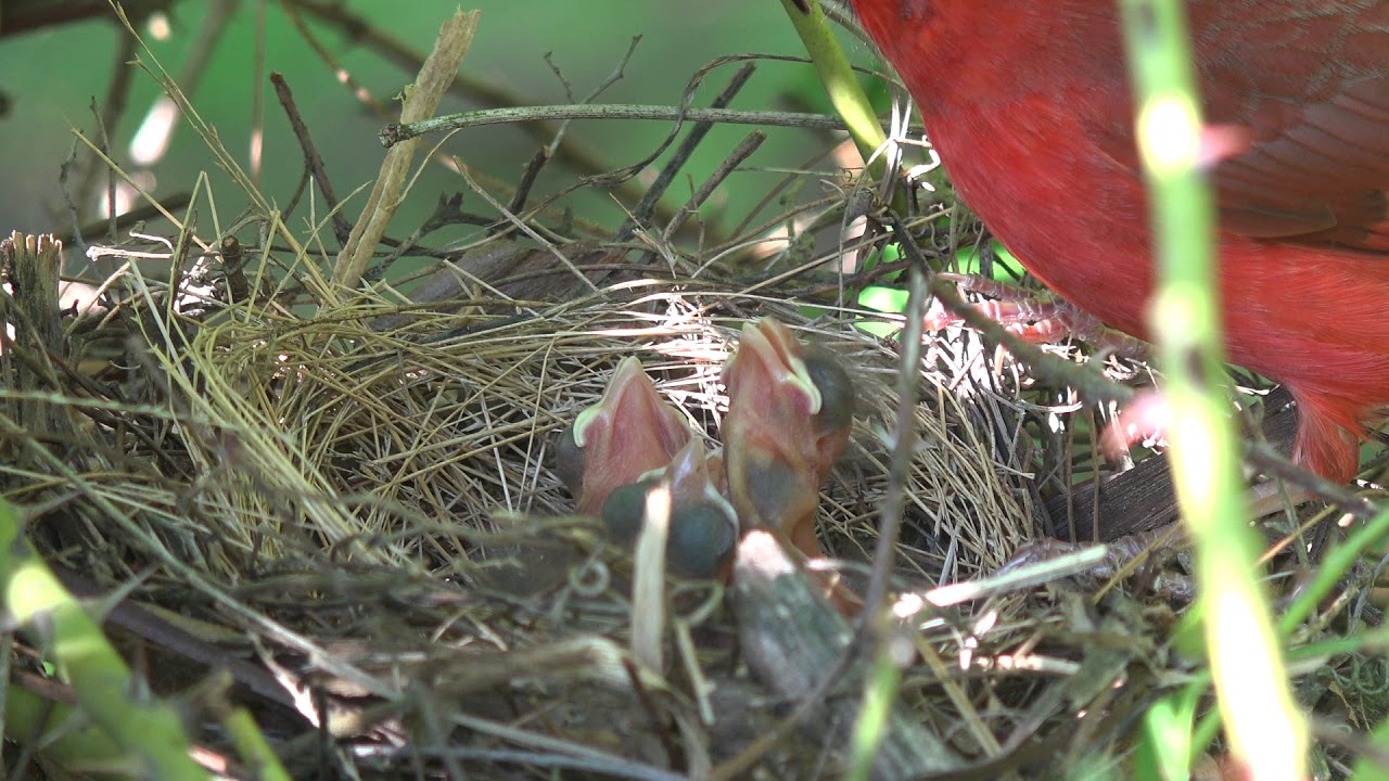 Nature never lets you down!  Lunch at the Cardinal house