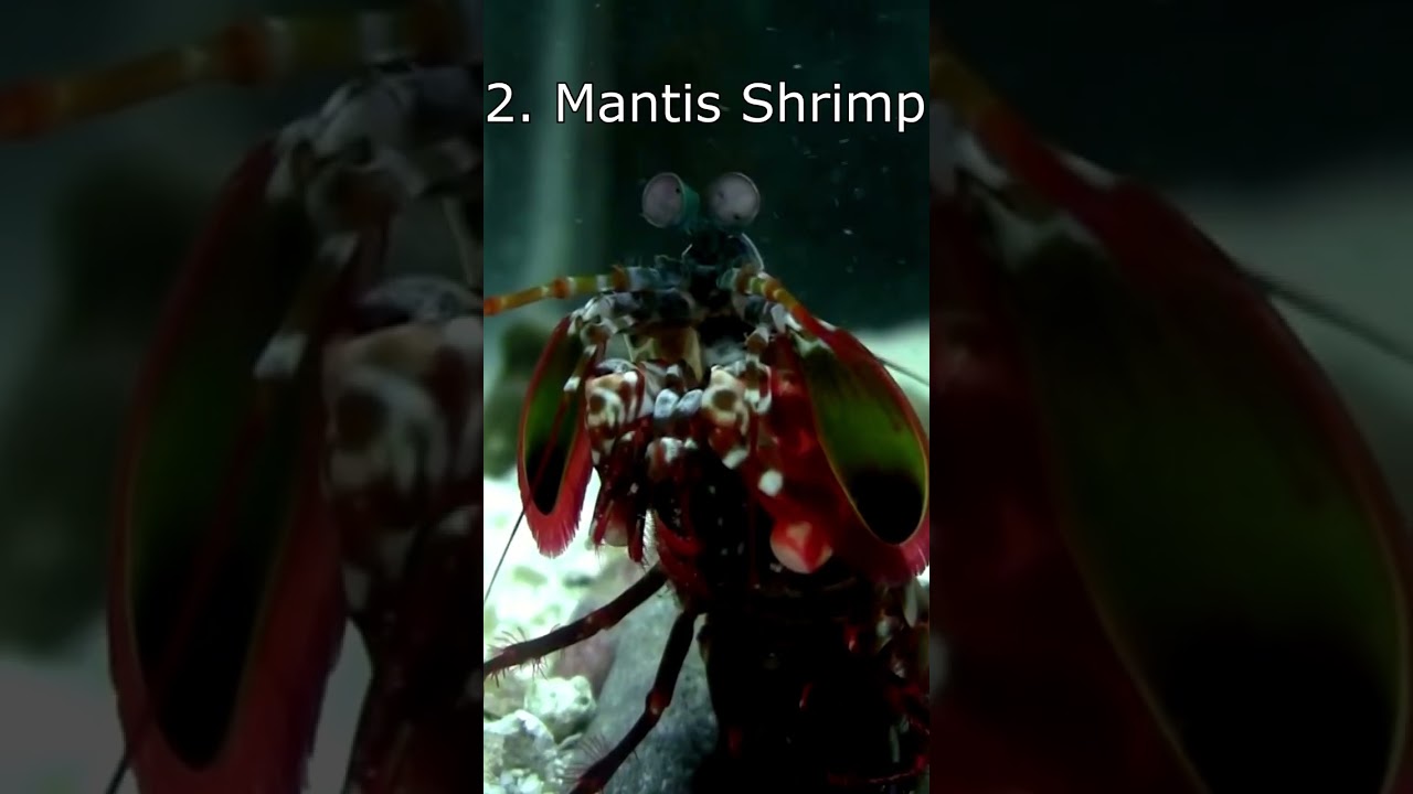 Top 5 Crazy Ambush Predators #shorts