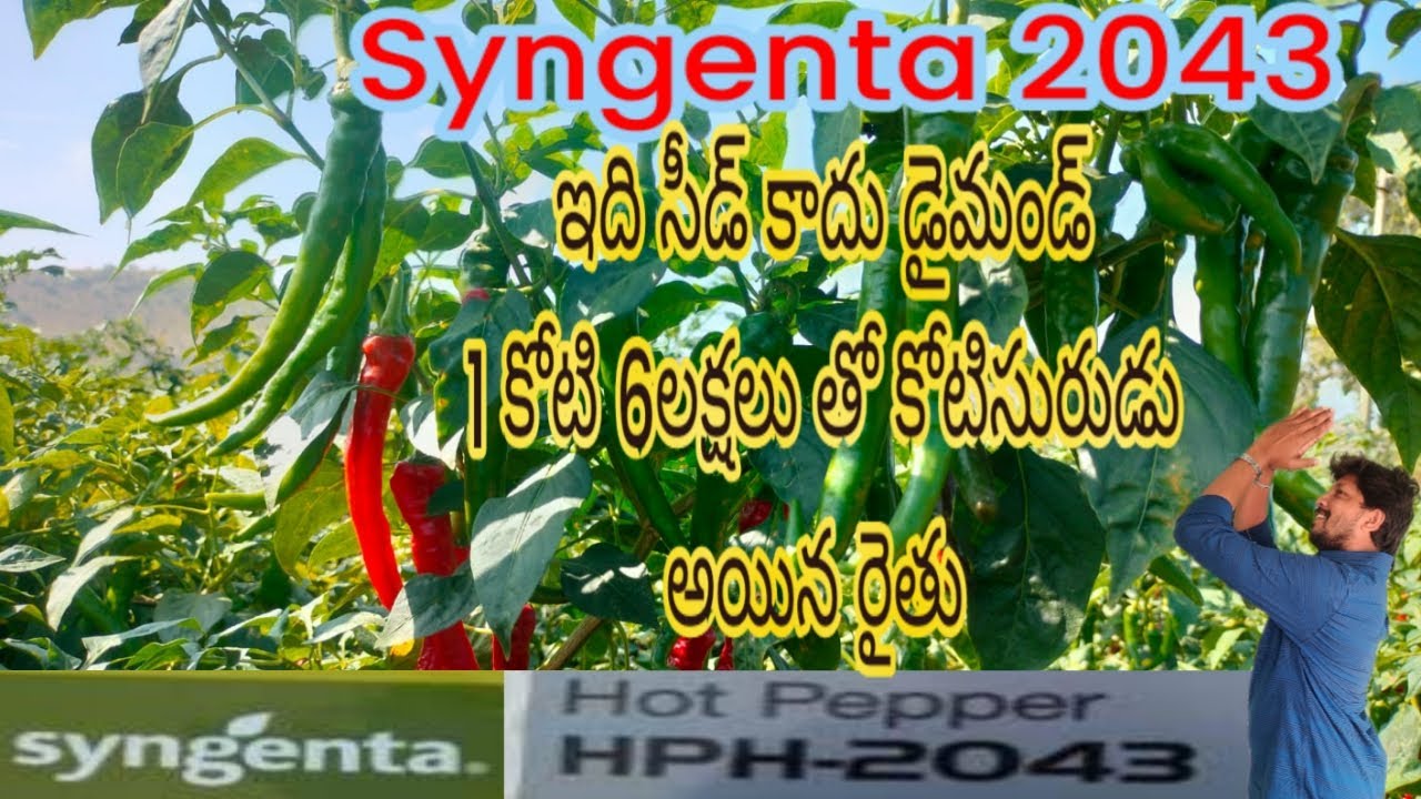 #syngenta 2043 ఈ#seed ఏ నేల కి బాగుంటుంది#mirchi గురించి కంప్లీట్ ఇన్ఫర్మేషన్ ..#కమల్LFS