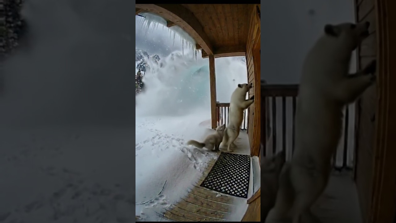 Arctic Fox Saved From Avalanche 
