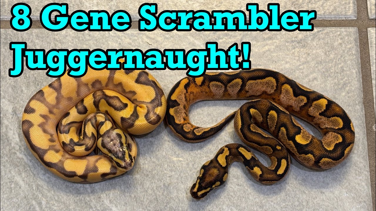 Scrambler Gene Broken Down & Isolated! Incredible Results!