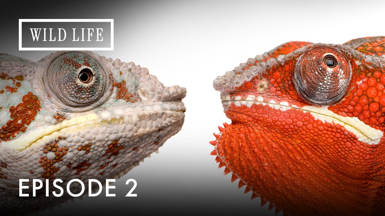 The Invisible Technology of Chameleons | Chameleons Of The World | Episode 2