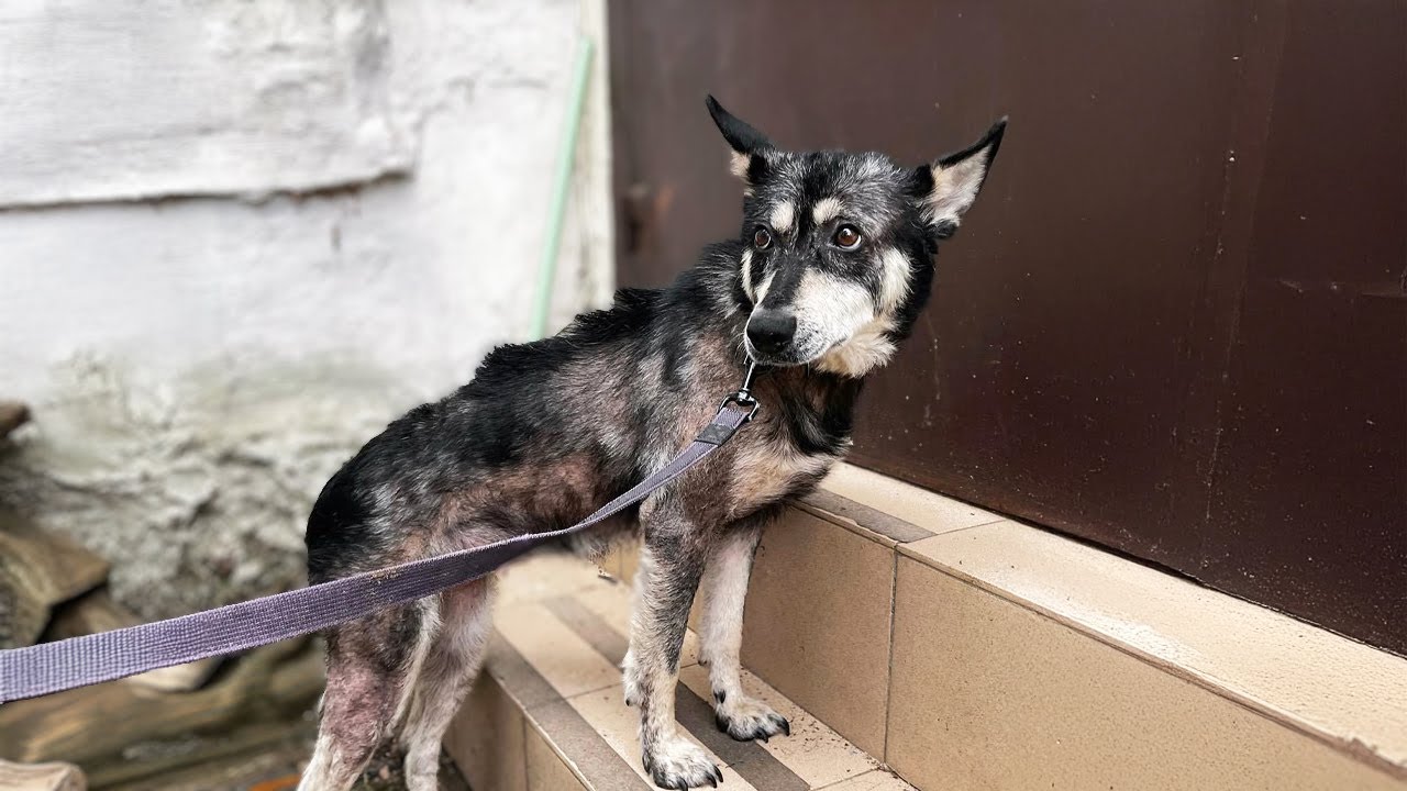 She Was in Shock, Traumatized and Wounded – But All She Wanted Was Love Again
