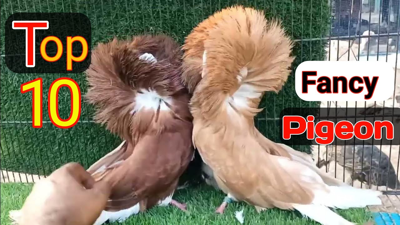 Fancy Pigeon in Pakistan | Top quality fancy Pigeon in Pakistan | Pigeon business and farming