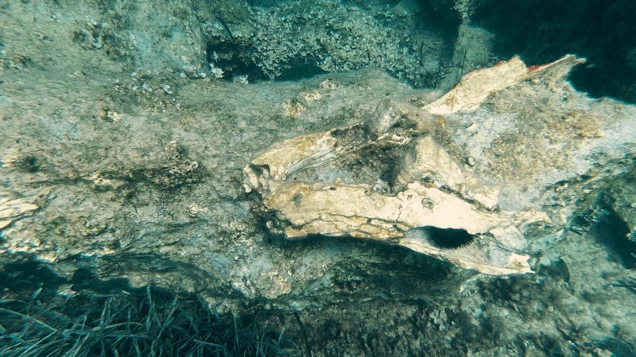 i found fossil under the see (türkiyede fosil bulma anı)