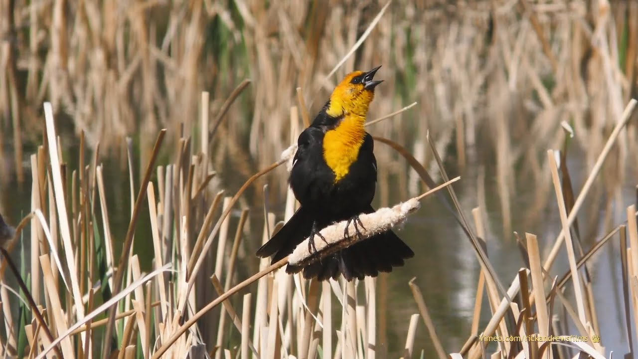 Wildlife Filmmaker Releases Documentary, Partners With Nature Centre - June 26, 2020 - Micah Quinn