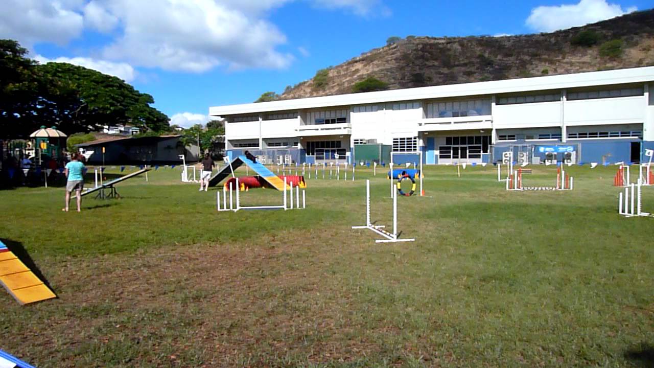 Scottish Terrier running in AKC Excellent FAST Agility - Hawaii