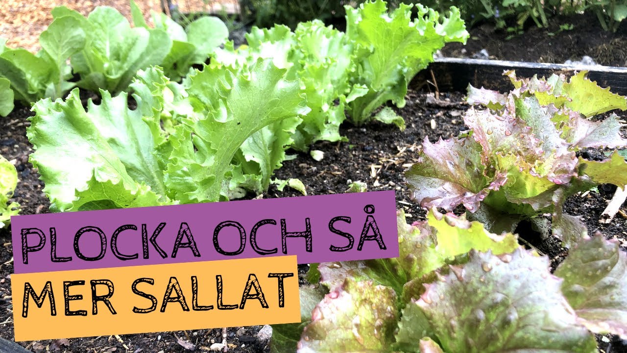 SALLAT eller SALLAD - Så mer sallat under sommaren och plocka från basen. Pluggbrätte och bredsådd.