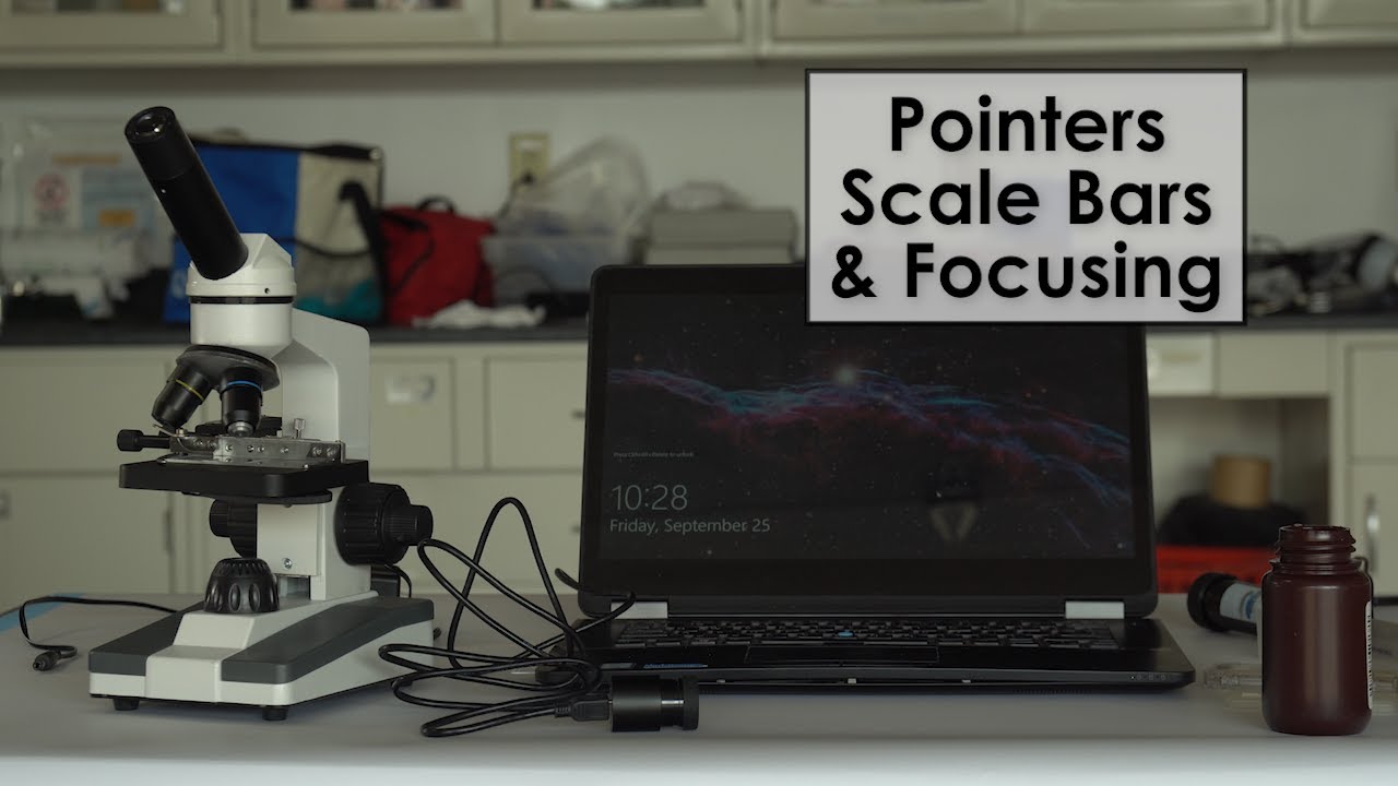 Using pointers, scale bars, and focusing on a microscope | cyanoScope