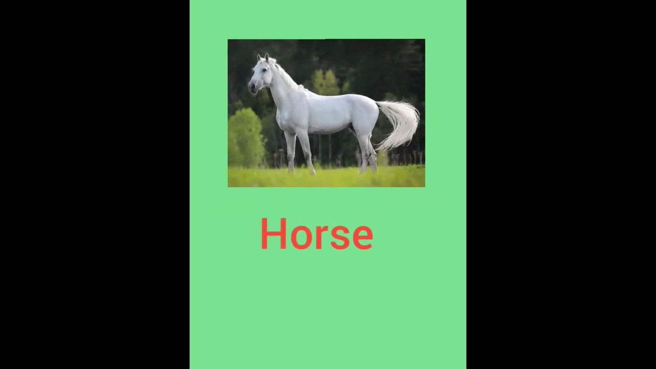 Horse#Horse hindi meaning#घोड़ा english meaning#shorts#