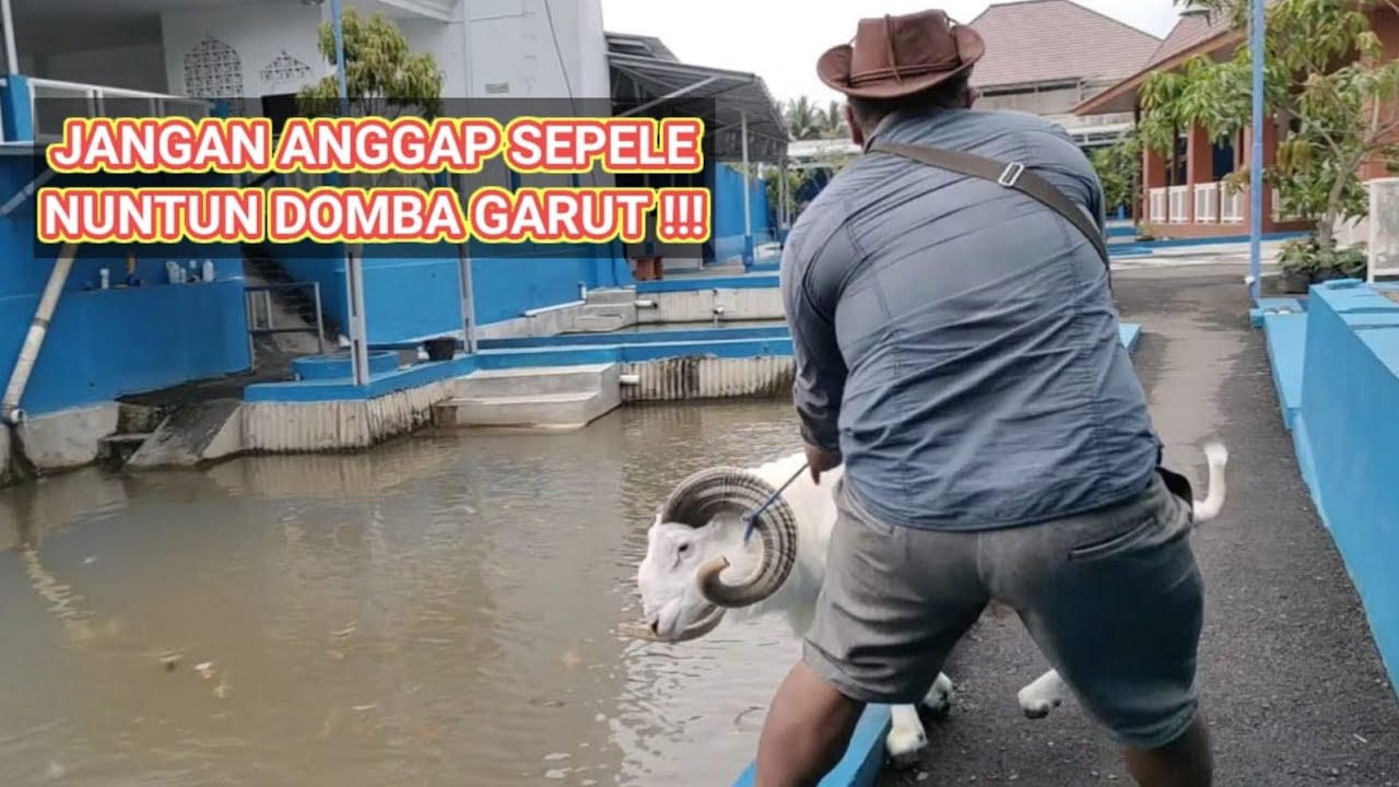 PAMAN NUNTUN DOMBA GARUT GALAK DI KANDANG @gandaragroup37