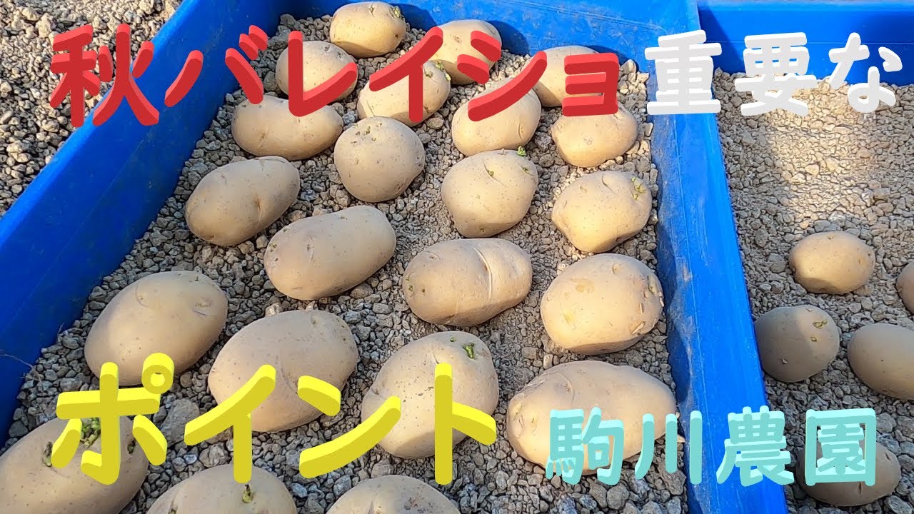 秋じゃがいも（バレイショ）植付準備  秋じゃが栽培ポイント　目指せ100品目　邑南町　駒川農園　21.8.8