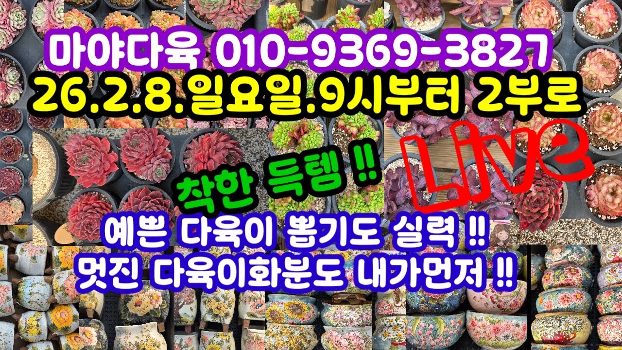 #다육이쇼핑 #다육이화분쇼핑 #마야다육 010-9369-3827 (26.2.8)🎊예쁘게 건강하게 함께 키워요 🌸🤗~