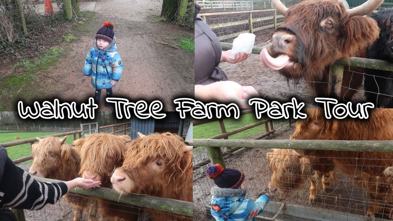 Walnut Tree Farm Park Tour | Highland Cows