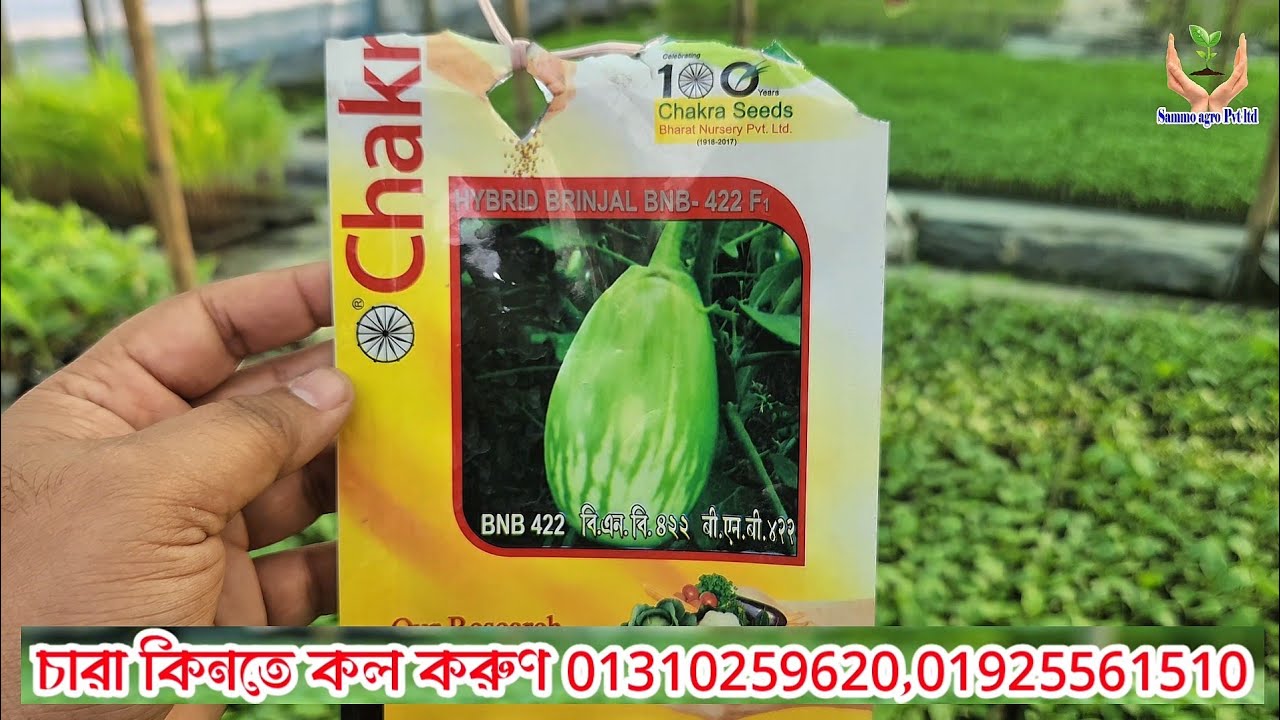 BNB 422 is a high-yielding F1 hybrid brinjal from Chakra Seeds.