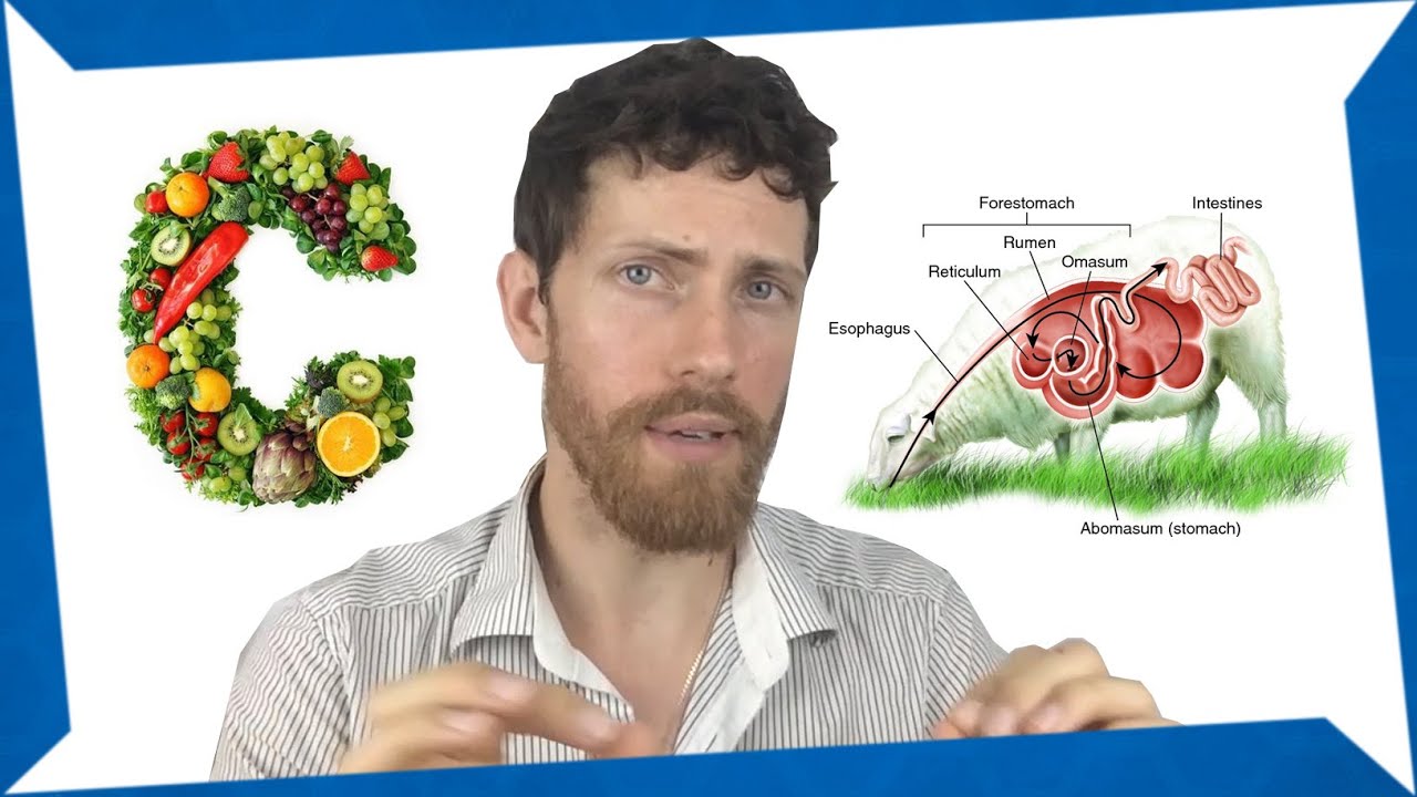My 'Humans are Herbivores' Video Was Debunked :(