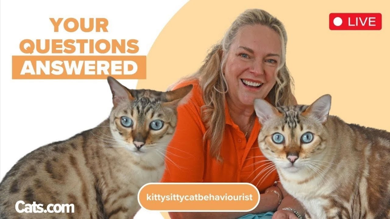 Cat Chat Tuesday with a Festive Twist: All Your Cat Behaviour Holiday Questions Answered by Amanda