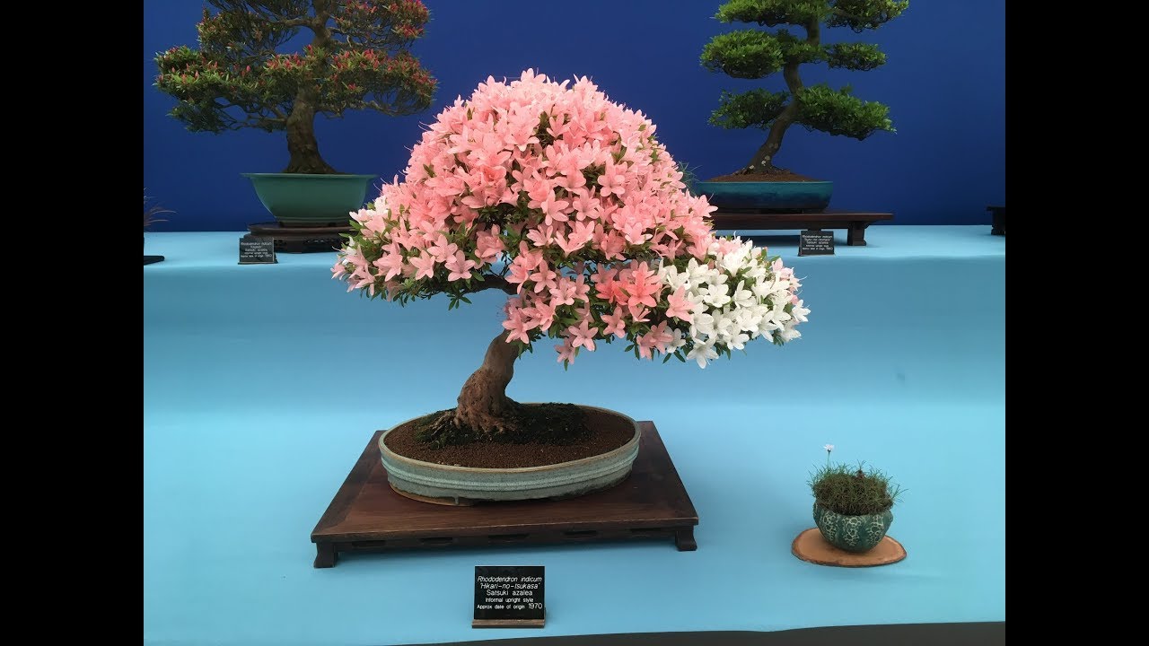 All Bonsai Exhibits from Chelsea Flower Show 2019