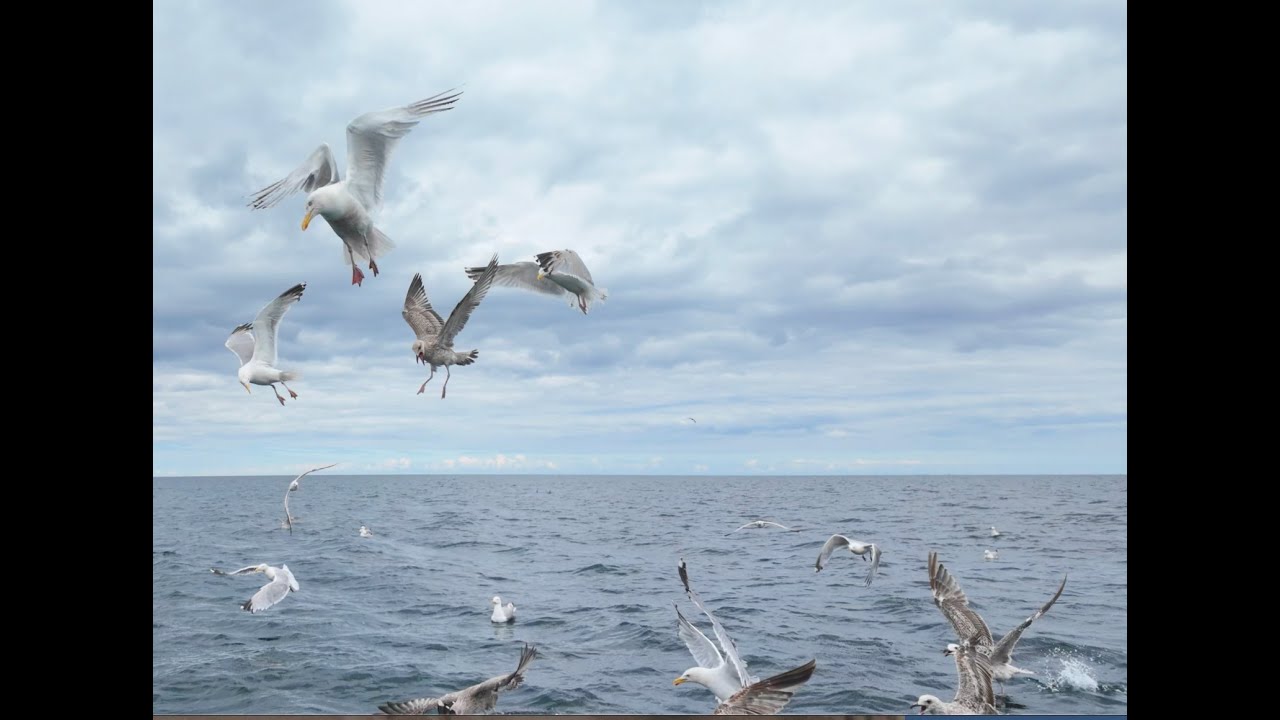 Fishing for mackerel off Hartlepool