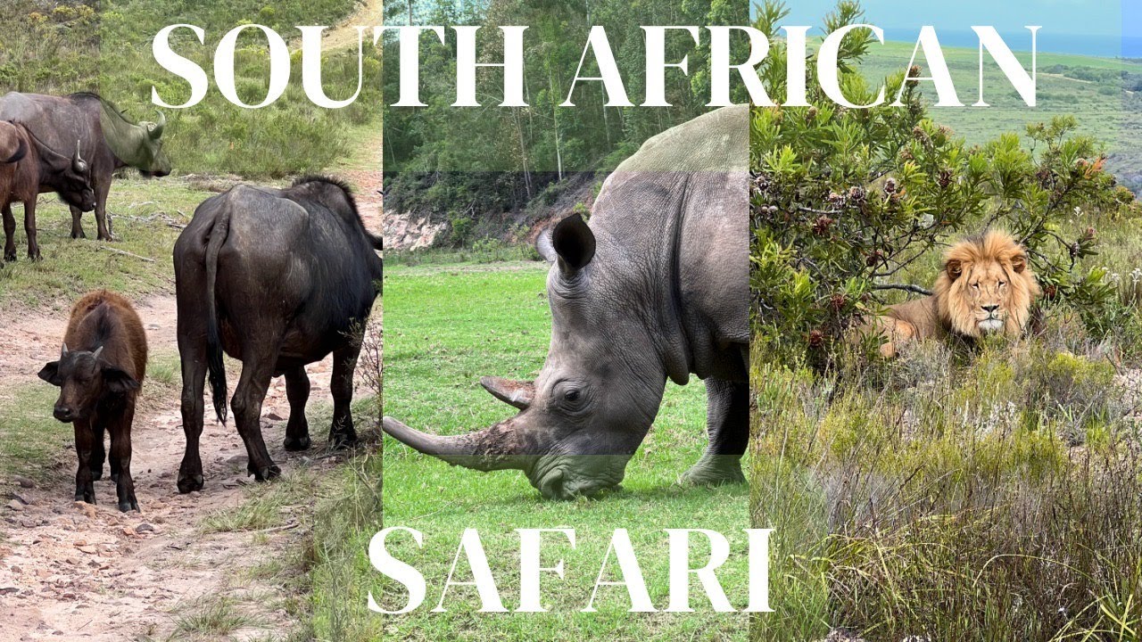 SAFARI in Mossel Bay, South Africa | Botlierskop Game Reserve