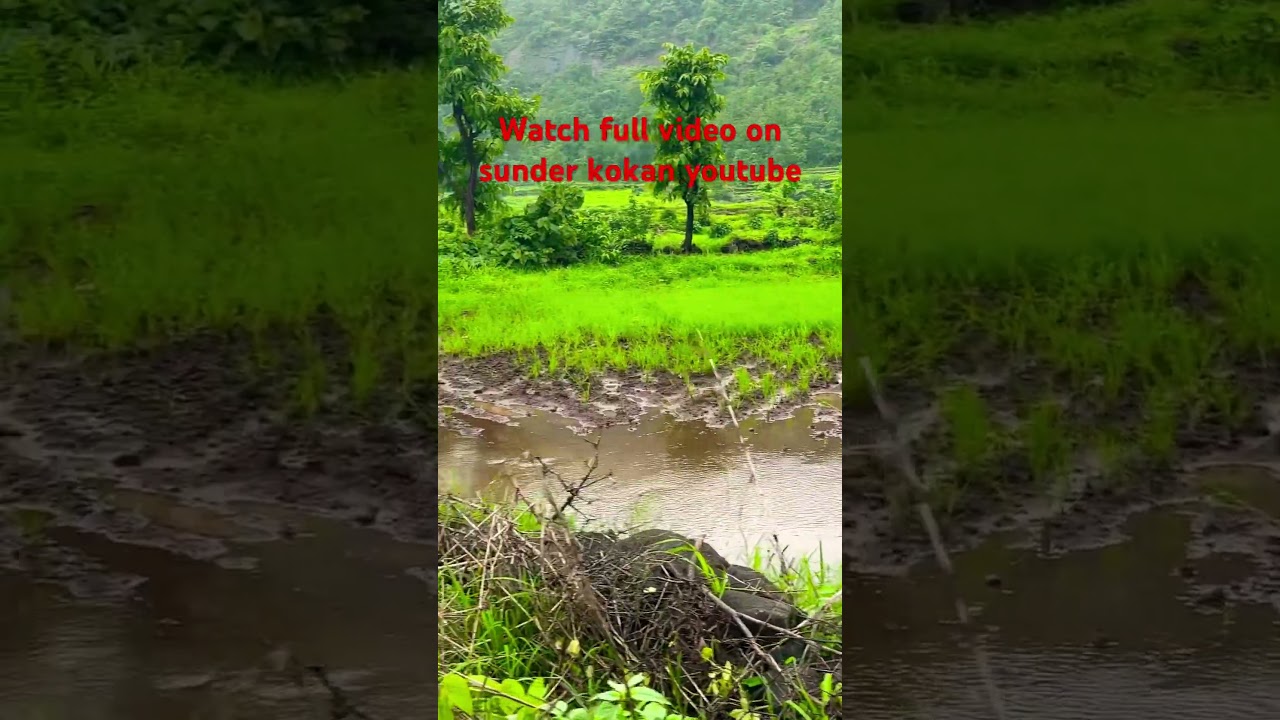 Sunder kokan#sunderkokan #farmland