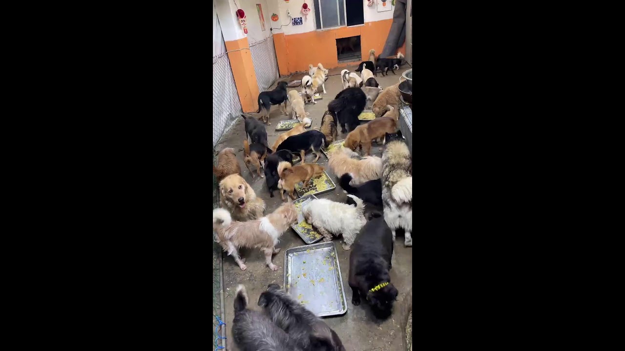 Furry Facts Live Stream