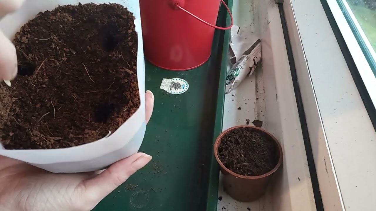 Things to grow in February Cucumbers 